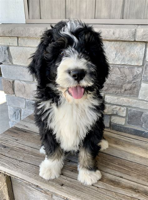 Bernedoodle Puppies For Sale West Virginia
